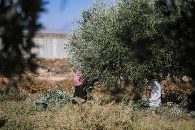 Palestinian Farmers Harvest Olives Near Barrier West of Hebron Palestinian farmers pick olives during the harvest season in a field in the village of Beit Awwa, west of Hebron, in the occupied West Bank, on October 15, 2026, near the Israeli separation barrier. Photo by Mamoun Wazwaz apaimages Hebron West Bank Palestinian Territory 151026_Hebron_MW_00(23) Copyright: xapaimagesxMamounxWazwazx xapaimagesx