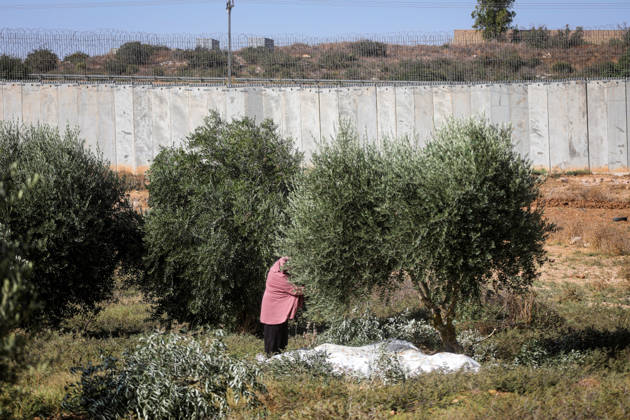 Palestinian Farmers Harvest Olives Near Barrier West of Hebron Palestinian farmers pick olives during the harvest season in a field in the village of Beit Awwa, west of Hebron, in the occupied West Bank, on October 15, 2026, near the Israeli separation barrier. Photo by Mamoun Wazwaz apaimages Hebron West Bank Palestinian Territory 151026_Hebron_MW_00(26) Copyright: xapaimagesxMamounxWazwazx xapaimagesx