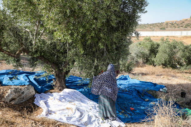 Palestinian Farmers Harvest Olives Near Barrier West of Hebron Palestinian farmers pick olives during the harvest season in a field in the village of Beit Awwa, west of Hebron, in the occupied West Bank, on October 15, 2026, near the Israeli separation barrier. Photo by Mamoun Wazwaz apaimages Hebron West Bank Palestinian Territory 151026_Hebron_MW_00(5) Copyright: xapaimagesxMamounxWazwazx xapaimagesx
