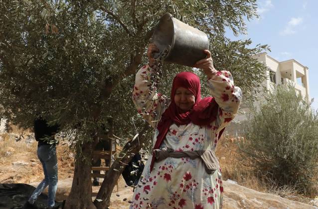October 15, 2026, Nablus, Palestine, State of: NABLUS, WEST BANK, PALESTINE, OCTOBER 15, 2026: Palestinian farmers harvest olives during the annual olive-picking season in Nablus, in the occupied West Bank. Nablus Palestine, State of - ZUMAq101 20261015_zna_q101_103 Copyright: xNedalxShtiehx