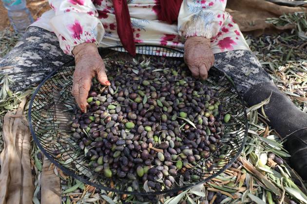 October 15, 2026, Nablus, Palestine, State of: NABLUS, WEST BANK, PALESTINE, OCTOBER 15, 2026: Palestinian farmers harvest olives during the annual olive-picking season in Nablus, in the occupied West Bank. Nablus Palestine, State of - ZUMAq101 20261015_zna_q101_105 Copyright: xNedalxShtiehx