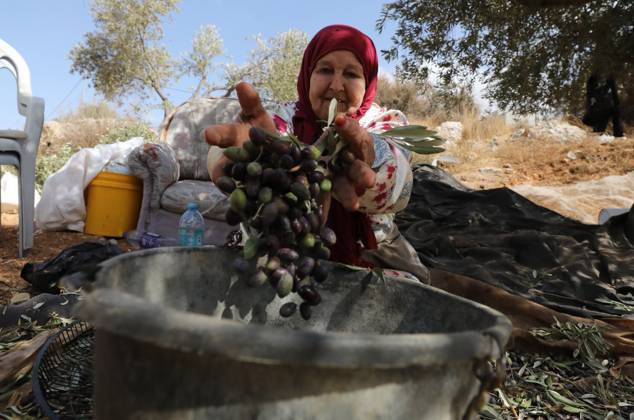 October 15, 2026, Nablus, Palestine, State of: NABLUS, WEST BANK, PALESTINE, OCTOBER 15, 2026: Palestinian farmers harvest olives during the annual olive-picking season in Nablus, in the occupied West Bank. Nablus Palestine, State of - ZUMAq101 20261015_zna_q101_113 Copyright: xNedalxShtiehx