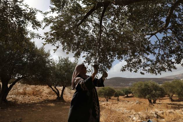 October 15, 2026, Nablus, Palestine, State of: NABLUS, WEST BANK, PALESTINE, OCTOBER 15, 2026: Palestinian farmers harvest olives during the annual olive-picking season in Nablus, in the occupied West Bank. Nablus Palestine, State of - ZUMAq101 20261015_zna_q101_116 Copyright: xNedalxShtiehx