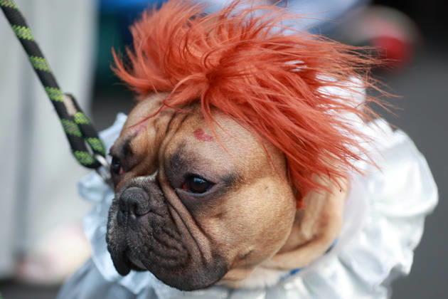 Thousands join annual Zombie Walk in Mexico City MEXICO CITY, MEXICO - OCTOBER 18: A dog is seen during the annual Zombie Walk along the streets of the historic center in Mexico City, Mexico, on October 18, 2026. Thousands of people dressed as zombies and horror movie characters gather for the event, which is held annually in major cities around the world. Daniel Cardenas Anadolu Mexico City Mexico. Editorial use only. Please get in touch for any other usage.  Copyright: x2026xAnadoluxDanielxCardenasx