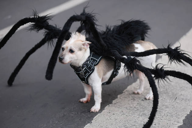 Thousands join annual Zombie Walk in Mexico City MEXICO CITY, MEXICO - OCTOBER 18: A dog in costume is seen during the annual Zombie Walk along the streets of the historic center in Mexico City, Mexico, on October 18, 2026. Thousands of people dressed as zombies and horror movie characters gather for the event, which is held annually in major cities around the world. Daniel Cardenas Anadolu Mexico City Mexico. Editorial use only. Please get in touch for any other usage.  Copyright: x2026xAnadoluxDanielxCardenasx