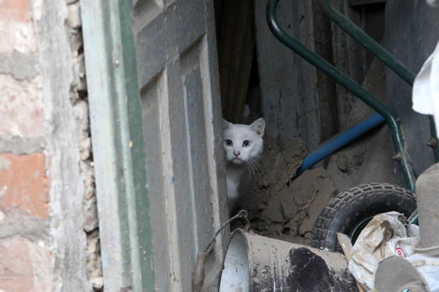 Russian troops hit Dnipro with guided bombs A white cat peeks out from behind a door in a building damaged by a Russian bombardment in Dnipro, Ukraine, on October 19, 2026. On Monday morning, Russian forces launched guided aerial bombs at the eastern city, damaging private homes and infrastructure. An 84-year-old woman was hospitalised in moderate condition. Dnipro Ukraine  Copyright: xMykolaxMiakshykovx originalFilename: ukrinform-russiant261019_nppIY