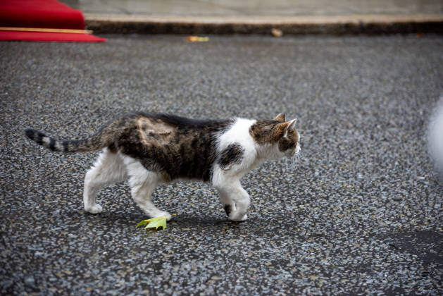 October 21, 2026, London, Greater London, United Kingdom: Larry (born c. January 2007) is a domestic tabby cat, it s serving as Chief Mouser to the Cabinet Office at 10 Downing Street since 2011. And It is cared for by Downing Street staff. It has served tenures of seven prime ministers. Recently he had an operation on his right side near his spine. London United Kingdom  - ZUMAe120 20261021_zip_e120_007 Copyright: xKrisztianxElekx