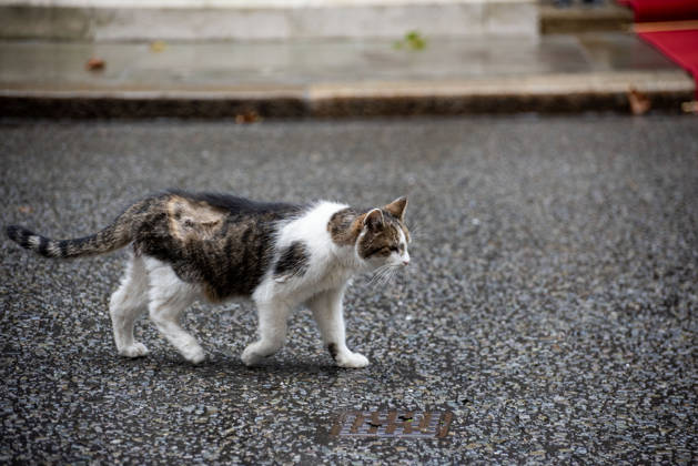 October 21, 2026, London, Greater London, United Kingdom: Larry (born c. January 2007) is a domestic tabby cat, it s serving as Chief Mouser to the Cabinet Office at 10 Downing Street since 2011. And It is cared for by Downing Street staff. It has served tenures of seven prime ministers. Recently he had an operation on his right side near his spine. London United Kingdom  - ZUMAe120 20261021_zip_e120_009 Copyright: xKrisztianxElekx