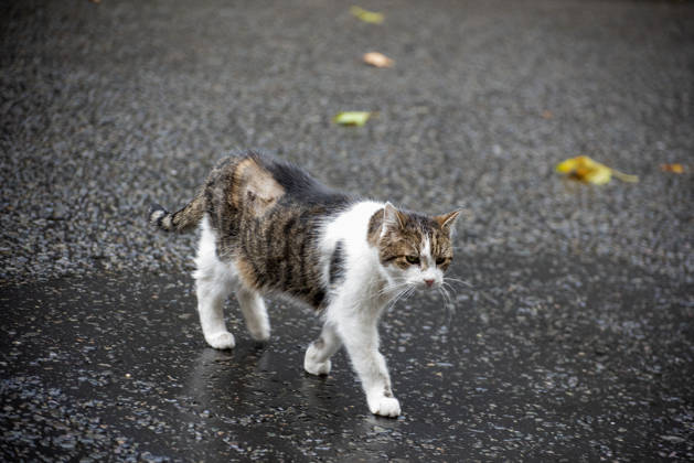 October 21, 2026, London, Greater London, United Kingdom: Larry (born c. January 2007) is a domestic tabby cat, it s serving as Chief Mouser to the Cabinet Office at 10 Downing Street since 2011. And It is cared for by Downing Street staff. It has served tenures of seven prime ministers. Recently he had an operation on his right side near his spine. London United Kingdom  - ZUMAe120 20261021_zip_e120_011 Copyright: xKrisztianxElekx