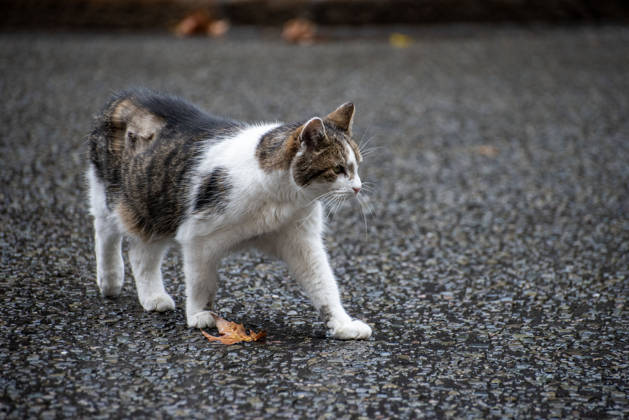 October 21, 2026, London, Greater London, United Kingdom: Larry (born c. January 2007) is a domestic tabby cat, it s serving as Chief Mouser to the Cabinet Office at 10 Downing Street since 2011. And It is cared for by Downing Street staff. It has served tenures of seven prime ministers. Recently he had an operation on his right side near his spine. London United Kingdom  - ZUMAe120 20261021_zip_e120_012 Copyright: xKrisztianxElekx