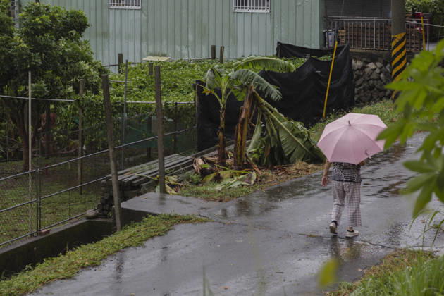 October 24, 2026, Taichung, Taiwan: A view of a person carrying an umbrella and walking pass a banana plant damaged by the strong winds from Typhoon Champi, in Taichung, Taiwan. The Central Weather Administration (CWA) has lifted its land warning for Typhoon Champi, which has been downgraded into a tropical storm. According to the Central Emergency Operations Center (CEOC), the strong winds and heavy rains of Champi had left one person dead and 527 injured in Taiwan as of Saturday morning. Taichung Taiwan - ZUMAc217 20261024_zip_c217_003 Copyright: xAndrexM.xChangx