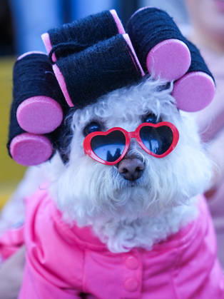 Howl oween Festival in Toronto TORONTO, CANADA - OCTOBER 24 : Dogs dressed in Halloween costumes are seen at the Bentway Howl oween festival in Toronto, Ontario, Canada on October 24, 2026. Dogs dressed in Halloween costumes competed in parade followed by prize ceremony. Mert Alper Dervis Anadolu Toronto Canada. Editorial use only. Please get in touch for any other usage.  Copyright: x2026xAnadoluxMertxAlperxDervisx