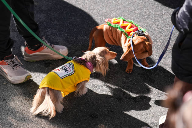 Howl oween Festival in Toronto TORONTO, CANADA - OCTOBER 24 : Dogs dressed in Halloween costumes are seen at the Bentway Howl oween festival in Toronto, Ontario, Canada on October 24, 2026. Dogs dressed in Halloween costumes competed in parade followed by prize ceremony. Mert Alper Dervis Anadolu Toronto Canada. Editorial use only. Please get in touch for any other usage.  Copyright: x2026xAnadoluxMertxAlperxDervisx