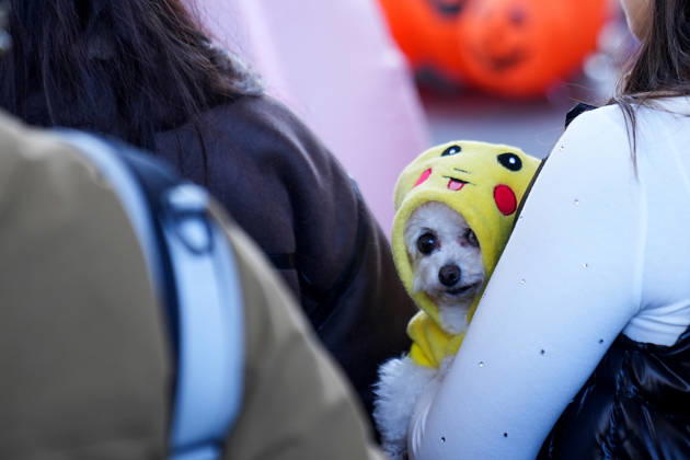 Howl oween Festival in Toronto TORONTO, CANADA - OCTOBER 24 : Dogs dressed in Halloween costumes are seen at the Bentway Howl oween festival in Toronto, Ontario, Canada on October 24, 2026. Dogs dressed in Halloween costumes competed in parade followed by prize ceremony. Mert Alper Dervis Anadolu Toronto Canada. Editorial use only. Please get in touch for any other usage.  Copyright: x2026xAnadoluxMertxAlperxDervisx