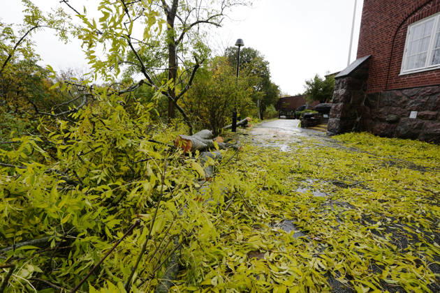 GOTHENBURG, SWEDEN 20261025 A fallen tree outside the Gothenburg Natural History Museum in Slottsskogen after Storm Boelo swept in over the west coast on Sunday GOTHENBURG SWEDEN x9200x  Copyright: xBjörnxLarssonxRosvall TTx STORMEN BOELO VÄSTKUSTEN 7EFo63KI8vY