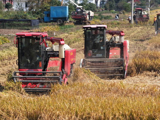 YANGZHOU, CHINA - OCTOBER 26: A combine harvester works in a rice field to harvest late-season rice on October 26, 2026 in Yangzhou, Jiangsu Province of China.  Copyright: xVCGx 111677173439