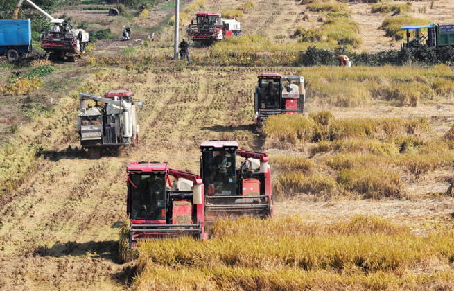 YANGZHOU, CHINA - OCTOBER 26: Combine harvesters work in a rice field to harvest late rice on October 26, 2026 in Yangzhou, Jiangsu Province of China.  Copyright: xVCGx 111677173440