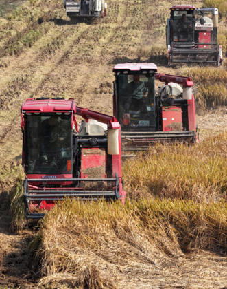 YANGZHOU, CHINA - OCTOBER 26: Combine harvesters work in a rice field to harvest late rice on October 26, 2026 in Yangzhou, Jiangsu Province of China.  Copyright: xVCGx 111677173441