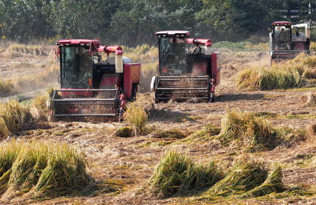 YANGZHOU, CHINA - OCTOBER 26: Combine harvesters work in a rice field to harvest late rice on October 26, 2026 in Yangzhou, Jiangsu Province of China.  Copyright: xVCGx 111677173434