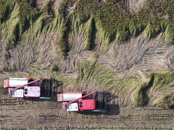 YANGZHOU, CHINA - OCTOBER 26: Combine harvesters work in a rice field to harvest late rice on October 26, 2026 in Yangzhou, Jiangsu Province of China.  Copyright: xVCGx 111677173435