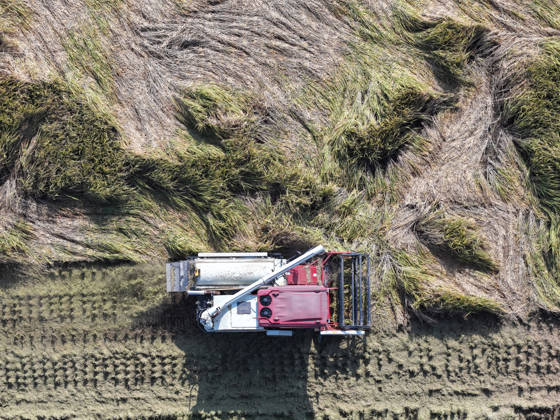 YANGZHOU, CHINA - OCTOBER 26: Combine harvesters work in a rice field to harvest late rice on October 26, 2026 in Yangzhou, Jiangsu Province of China.  Copyright: xVCGx 111677173436