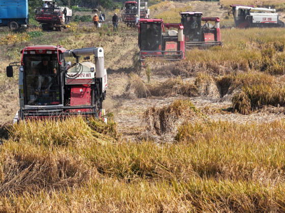 YANGZHOU, CHINA - OCTOBER 26: A combine harvester works in a rice field to harvest late-season rice on October 26, 2026 in Yangzhou, Jiangsu Province of China.  Copyright: xVCGx 111677173437