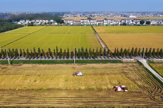 YANGZHOU, CHINA - OCTOBER 26: A combine harvester harvests late rice in a paddy field in Hanjiang District on October 26, 2026 in Yangzhou, Jiangsu Province of China.  Copyright: xVCGx 111677173426
