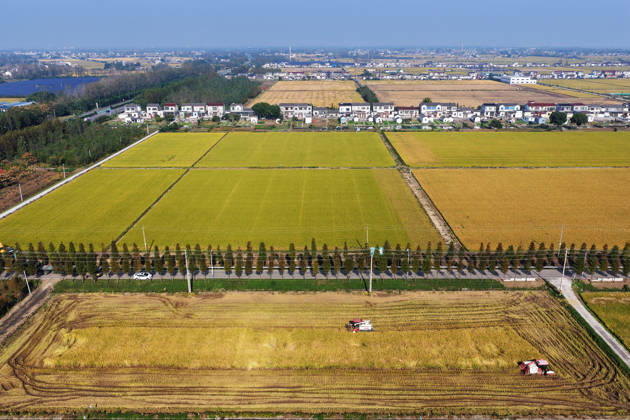 YANGZHOU, CHINA - OCTOBER 26: A combine harvester works in a rice field to harvest late rice on October 26, 2026 in Yangzhou, Jiangsu Province of China. Farmers across the region are busy harvesting late rice as the season comes to an end.  Copyright: xVCGx 111677173427
