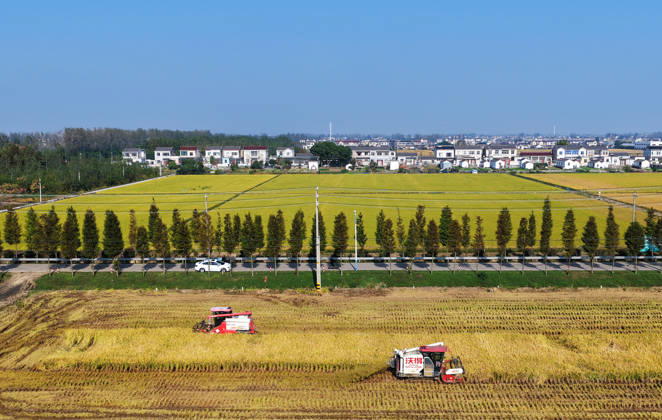 YANGZHOU, CHINA - OCTOBER 26: A combine harvester works in a rice field to harvest late rice on October 26, 2026 in Yangzhou, Jiangsu Province of China. Farmers across the region are busy harvesting late rice as the season comes to an end.  Copyright: xVCGx 111677173429
