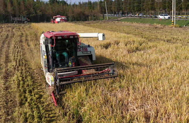 YANGZHOU, CHINA - OCTOBER 26: Combine harvesters work in a rice field to harvest late rice on October 26, 2026 in Yangzhou, Jiangsu Province of China.  Copyright: xVCGx 111677173430