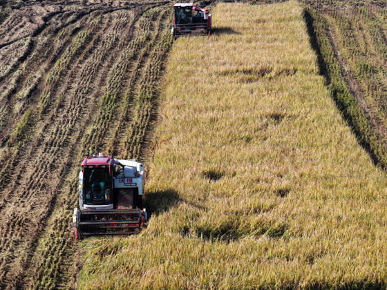YANGZHOU, CHINA - OCTOBER 26: A combine harvester harvests late rice in a paddy field in Hanjiang District on October 26, 2026 in Yangzhou, Jiangsu Province of China.  Copyright: xVCGx 111677173431