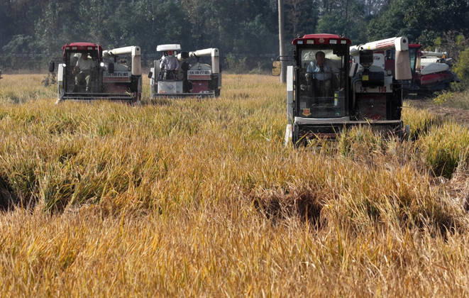 YANGZHOU, CHINA - OCTOBER 26: Combine harvesters work in a rice field to harvest late rice on October 26, 2026 in Yangzhou, Jiangsu Province of China.  Copyright: xVCGx 111677173432