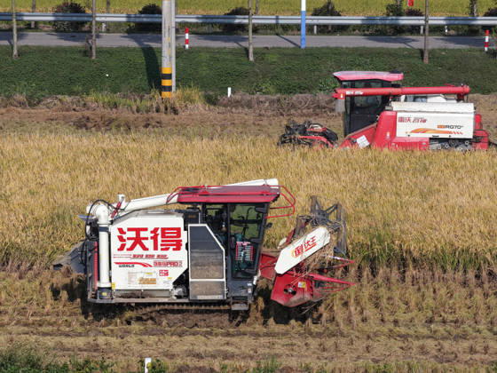 YANGZHOU, CHINA - OCTOBER 26: Combine harvesters work in a rice field to harvest late rice on October 26, 2026 in Yangzhou, Jiangsu Province of China.  Copyright: xVCGx 111677173423