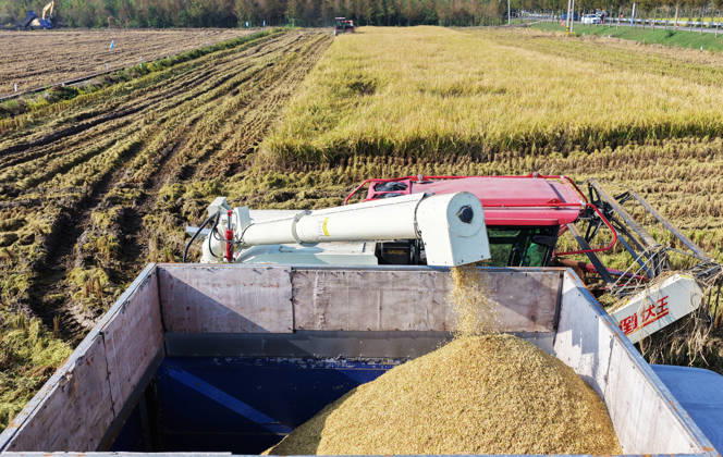 YANGZHOU, CHINA - OCTOBER 26: Combine harvesters work in a rice field to harvest late rice on October 26, 2026 in Yangzhou, Jiangsu Province of China.  Copyright: xVCGx 111677173425