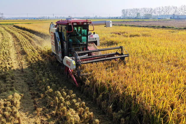YANGZHOU, CHINA - OCTOBER 26: Combine harvesters work in a rice field to harvest late rice on October 26, 2026 in Yangzhou, Jiangsu Province of China.  Copyright: xVCGx 111677173421