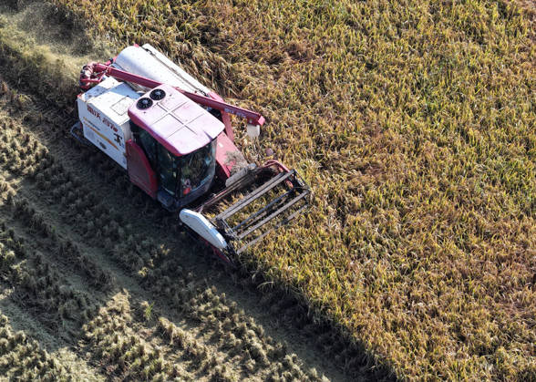 YANGZHOU, CHINA - OCTOBER 26: A combine harvester works in a rice field to harvest late-season rice on October 26, 2026 in Yangzhou, Jiangsu Province of China.  Copyright: xVCGx 111677173422