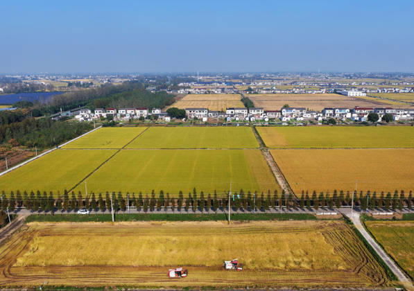 YANGZHOU, CHINA - OCTOBER 26: Combine harvesters work in a rice field to harvest late rice on October 26, 2026 in Yangzhou, Jiangsu Province of China.  Copyright: xVCGx 111677173417
