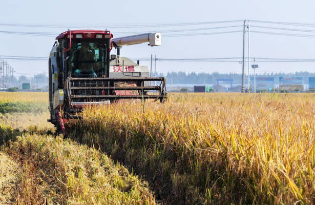 YANGZHOU, CHINA - OCTOBER 26: Combine harvesters work in a rice field to harvest late rice on October 26, 2026 in Yangzhou, Jiangsu Province of China.  Copyright: xVCGx 111677173418