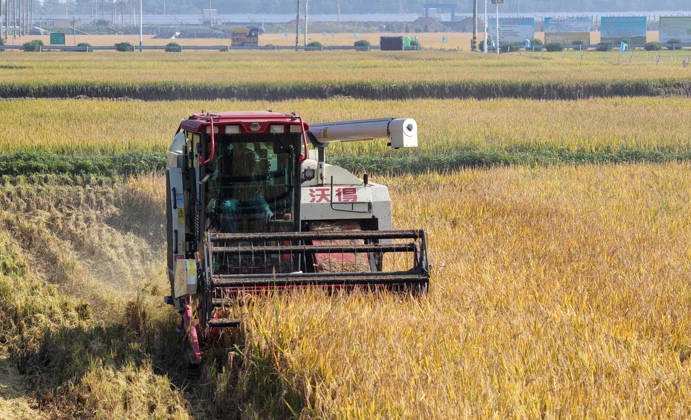 YANGZHOU, CHINA - OCTOBER 26: Combine harvesters work in a rice field to harvest late rice on October 26, 2026 in Yangzhou, Jiangsu Province of China.  Copyright: xVCGx 111677173419