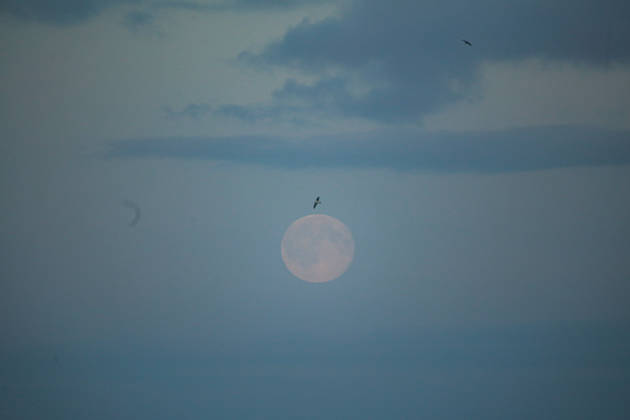 October 26, 2026, Aarhus, Region Midtjylland, Denmark: Full Moon (Hunter s Moon) rises over the sea as seen from Aarhus. Denmark. Aarhus Denmark  - ZUMAm204 20261026_zip_m204_002 Copyright: xAmitxMachamasix