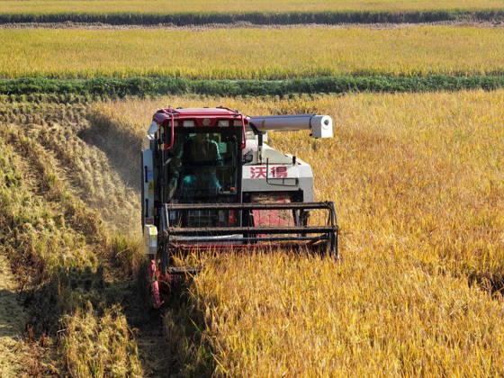 YANGZHOU, CHINA - OCTOBER 26: Combine harvesters work in rice fields to harvest late rice on October 26, 2026 in Yangzhou, Jiangsu Province of China.  Copyright: xVCGx 111677173420