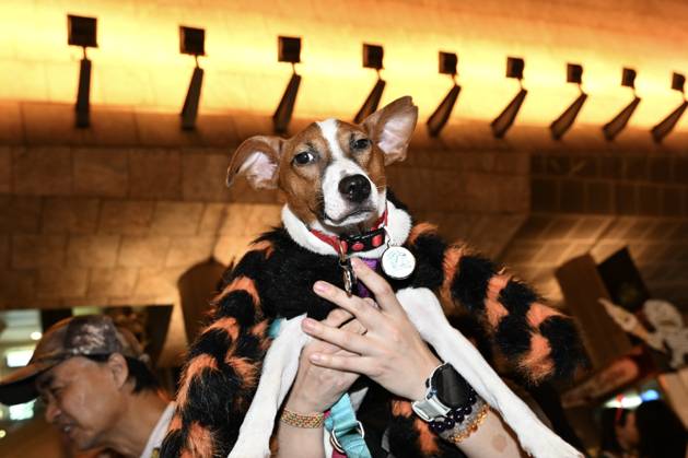 Halloween in Hong Kong A dog cosplaying and posing photo during Halloween day at Mong Kok on October 31, 2026 in Hong Kong. (Photo by Kobe Li Nexpher Images) Hong Kong