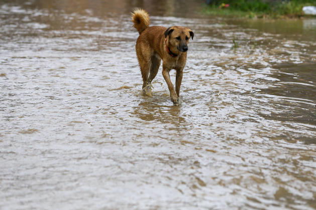Cyclone Arnab s Impact: Continuous Rainfall Disrupts Daily Life Across Kathmandu Valley A dog walks through floodwater in a flooded residential area of Imadol, Lalitpur, Nepal, on October 31, 2026. Water from the overflowing Karmanasa River has inundated nearby roads and settlements following continuous rainfall. Lalitpur Bagmati Nepal  Copyright: xSubaasxShresthax originalFilename: shrestha-cyclonea261031_npFvV.jpg